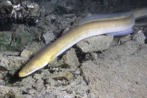 River eel